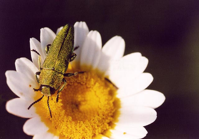 Un buprestide: Anthaxia hungarica maschio